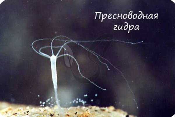 Магазин даркнета
